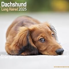 Longhaired dachshund langhaard gebraucht kaufen  Wird an jeden Ort in Deutschland