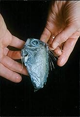 Poisson mâle photo d'occasion  Livré partout en France