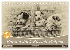 Parson jack russel usato  Spedito ovunque in Italia 