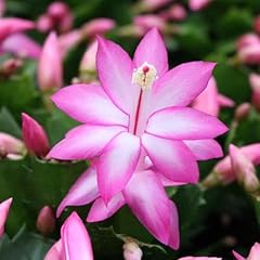 Christmas cactus purple for sale  Delivered anywhere in UK