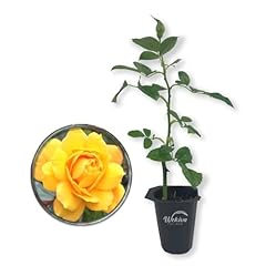 Gold medal rose for sale  Delivered anywhere in USA 