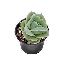 Live succulent echeveria for sale  Delivered anywhere in USA 