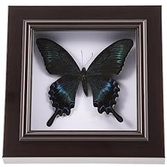 Veemoon butterfly display for sale  Delivered anywhere in UK