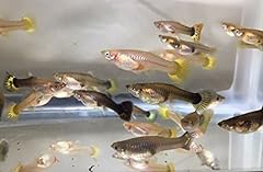 Nationwide fish tropical for sale  Delivered anywhere in USA 
