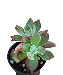 Echeveria pulvinata devotion usato  Spedito ovunque in Italia 