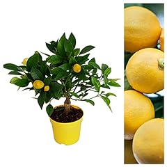 Citrus lemon tree for sale  Delivered anywhere in UK