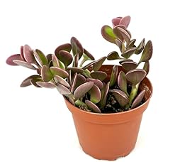 Trailing jade plant for sale  Delivered anywhere in USA 