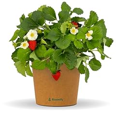 Neu bloomify erdbeerpflanze gebraucht kaufen  Wird an jeden Ort in Deutschland