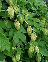 Hops seeds beer for sale  Delivered anywhere in USA 