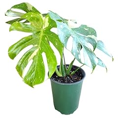 Thai constellation monstera for sale  Delivered anywhere in USA 