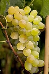 Vitis vinifera himrod gebraucht kaufen  Wird an jeden Ort in Deutschland