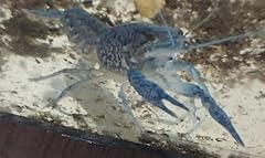 Live breeding pair for sale  Delivered anywhere in USA 