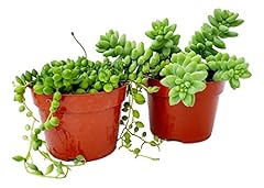 Fat plants san for sale  Delivered anywhere in USA 