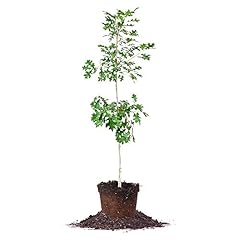 Nuttall oak size for sale  Delivered anywhere in USA 