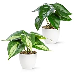 Pasch lot plantes d'occasion  Livré partout en Belgiqu
