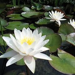 Chalily water lily for sale  Delivered anywhere in USA 