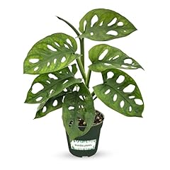 Bumble plants monstera for sale  Delivered anywhere in USA 