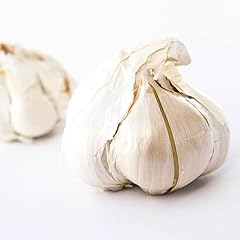 Elephant garlic. grown for sale  Delivered anywhere in USA 