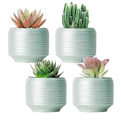 Bestseler mini succulent for sale  Delivered anywhere in USA 