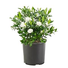 Gallon gardenia august for sale  Delivered anywhere in USA 