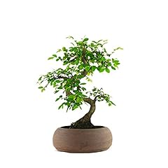 Olmo bonsai bonsai usato  Spedito ovunque in Italia 