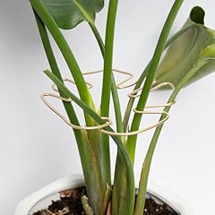 Goooxim 5pcs plant for sale  Delivered anywhere in USA 