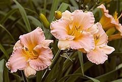 Pink daylily roots for sale  Delivered anywhere in USA 