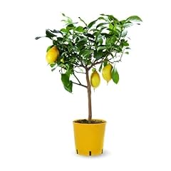 Attitude jardin citronnier d'occasion  Livré partout en France