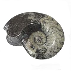Goniatite polished fossil for sale  Delivered anywhere in UK