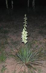 Yucca plant adams for sale  Delivered anywhere in USA 