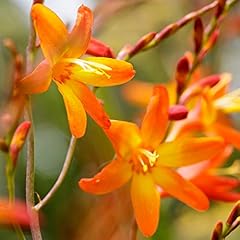 Crocosmia orange pekoe for sale  Delivered anywhere in UK