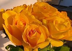 Unknown cherie roses for sale  Delivered anywhere in USA 