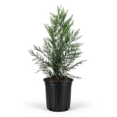 Leyland cypress fast for sale  Delivered anywhere in USA 