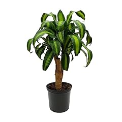 American plant dracaena for sale  Delivered anywhere in USA 