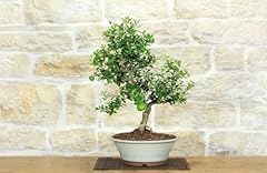 Bonsai citrus myrtifolia usato  Spedito ovunque in Italia 