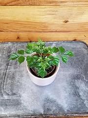 Radermachera sinica china for sale  Delivered anywhere in USA 