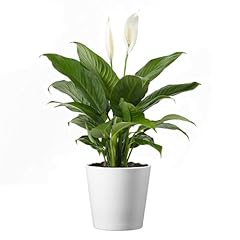 American plant peace for sale  Delivered anywhere in USA 