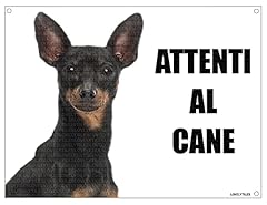 Pinscher attenti cane usato  Spedito ovunque in Italia 