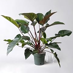 Philodendron red beauty gebraucht kaufen  Wird an jeden Ort in Deutschland