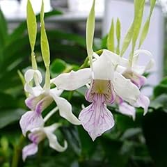 Dendrobium antennatum antelope for sale  Delivered anywhere in USA 