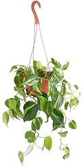 Shop succulents brasil for sale  Delivered anywhere in USA 