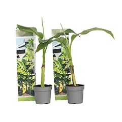Plant box musa d'occasion  Livré partout en France
