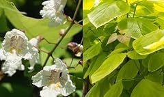 Direct plants catalpa for sale  Delivered anywhere in UK