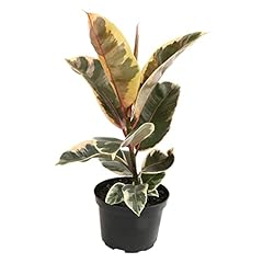 Ficus tineke variegated for sale  Delivered anywhere in USA 