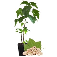 White currant bush for sale  Delivered anywhere in USA 