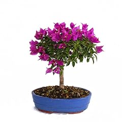 Kentis bougainvillea sanderian gebraucht kaufen  Wird an jeden Ort in Deutschland