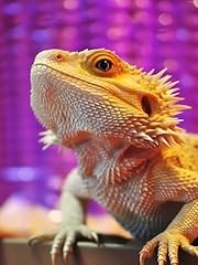 Yuinjp chameleon animal for sale  Delivered anywhere in USA 