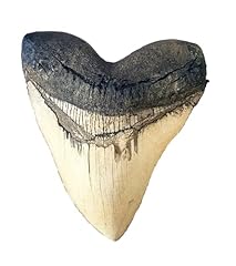 Megalodon giant shark for sale  Delivered anywhere in USA 