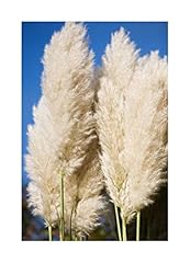 Seeds cortaderia selloana for sale  Delivered anywhere in UK