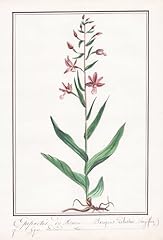 Epipactis marais serapias gebraucht kaufen  Wird an jeden Ort in Deutschland